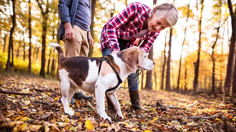 senior couple dog walking in autumn